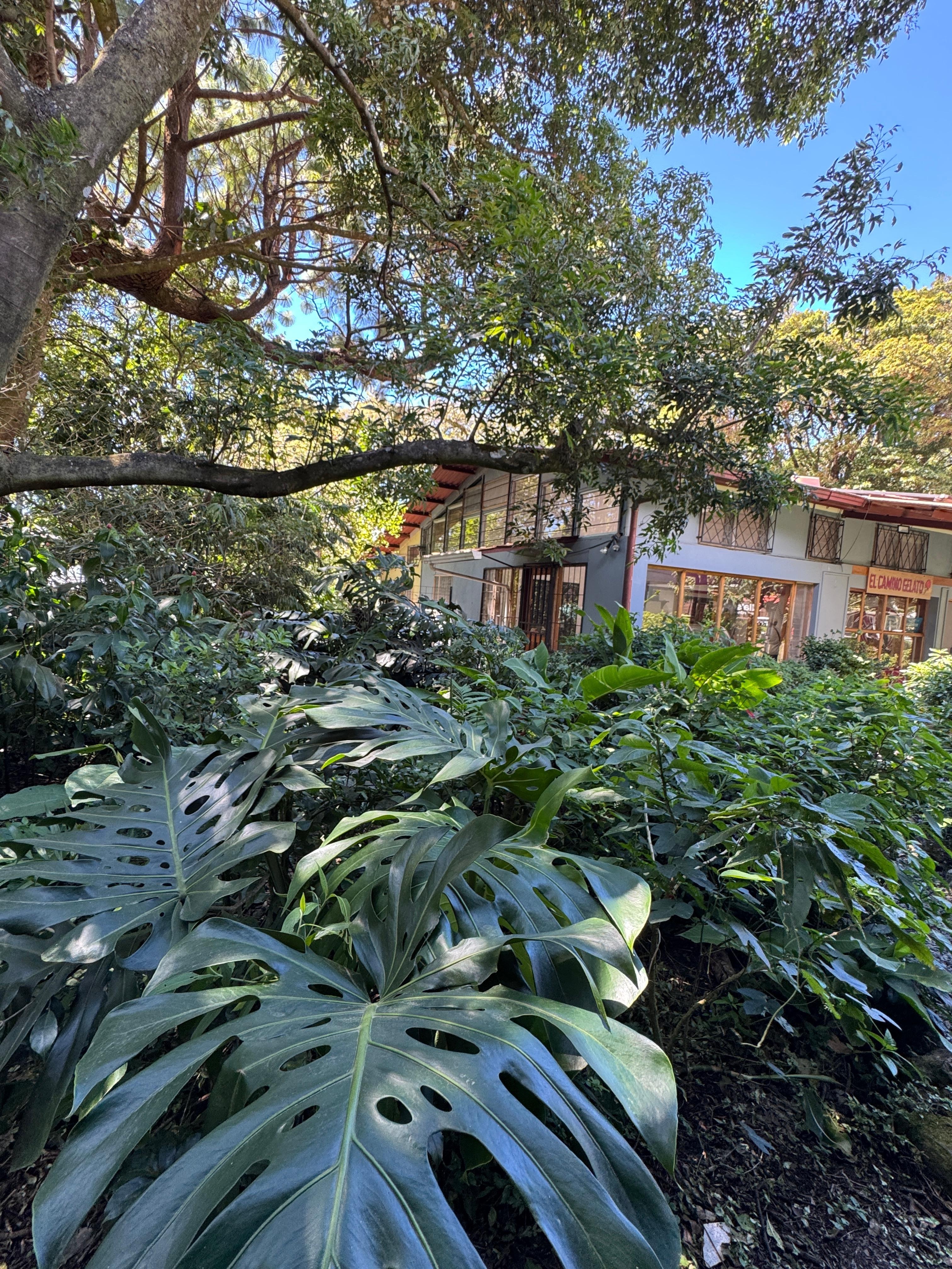 Where we saw the motmot as we enjoyed lunch at Restaurante La Cuchara de la Abuela
