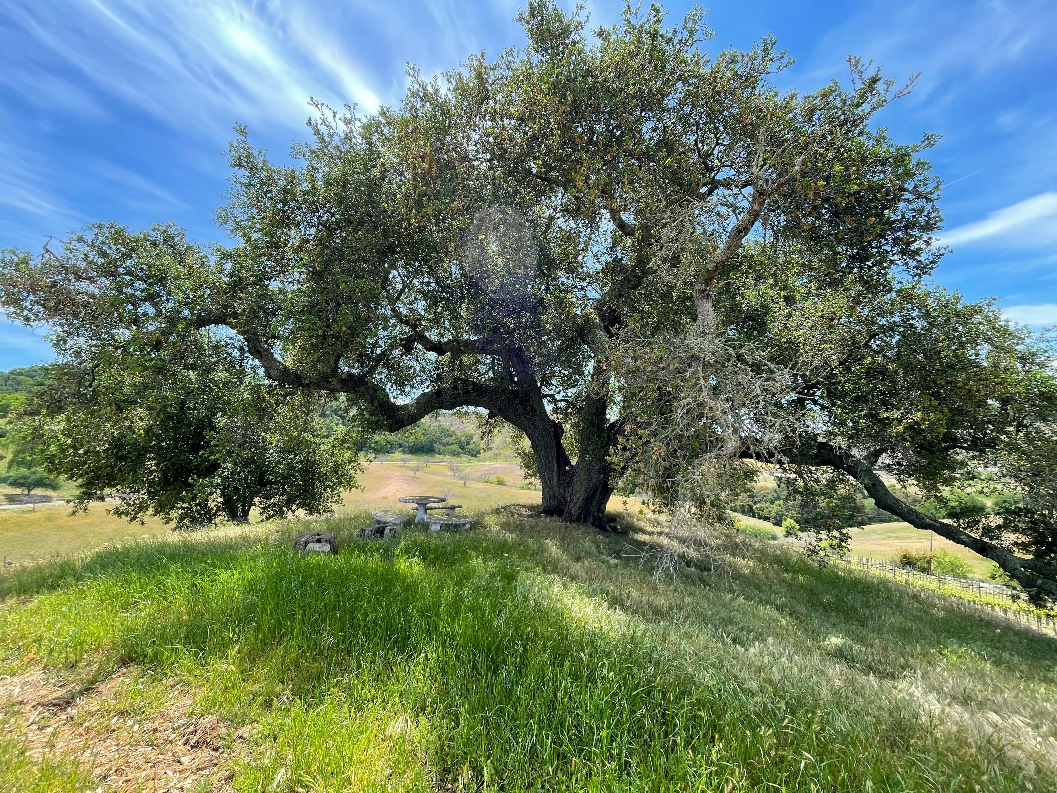 Beautiful picnic spot on property