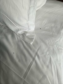 Mice droppings on the bed