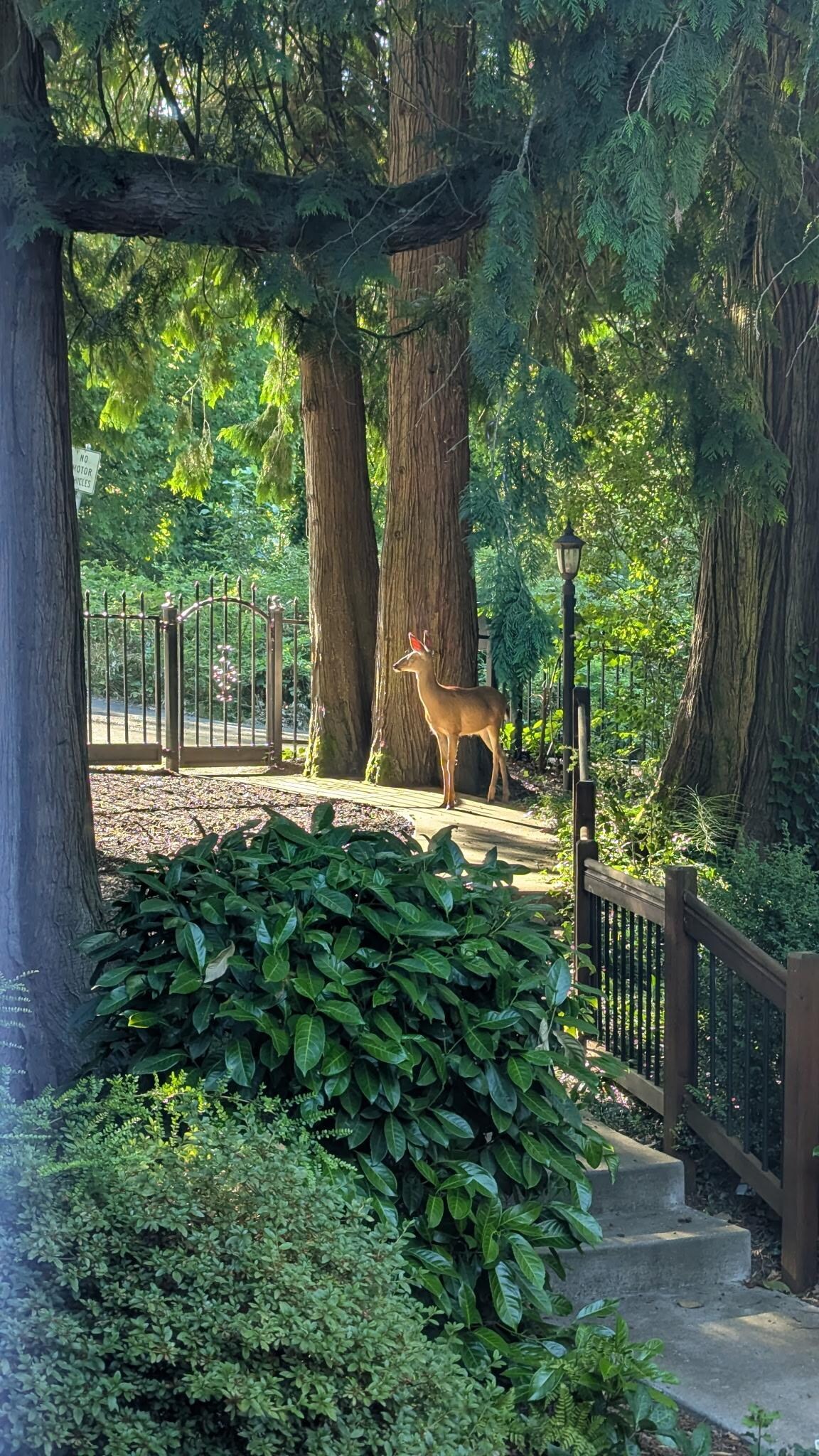 Lots of wildlife to see. This deer was on the property for a while.