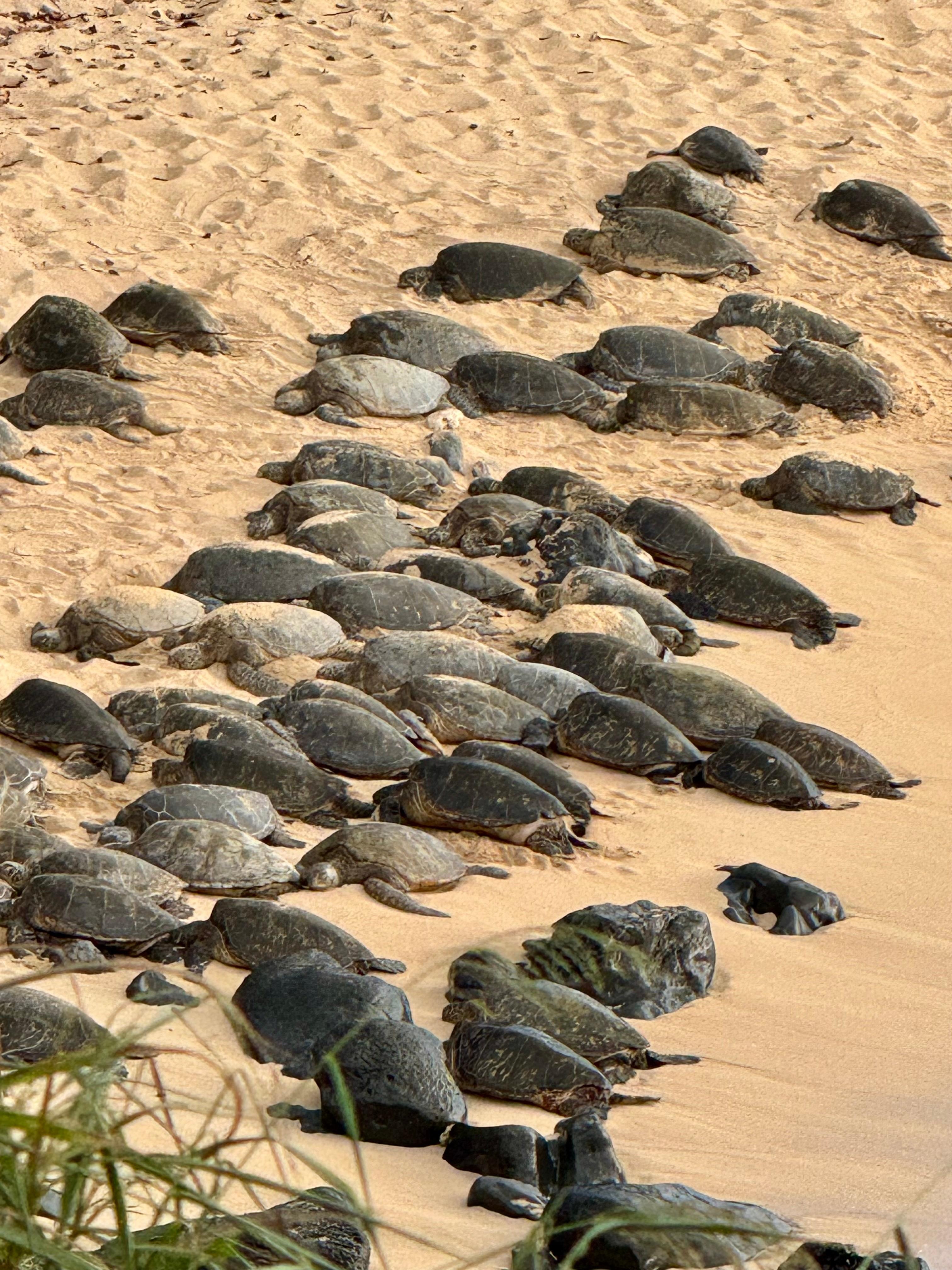 Turtles on Ho’okipa 