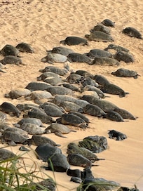 Turtles on Hoâokipa