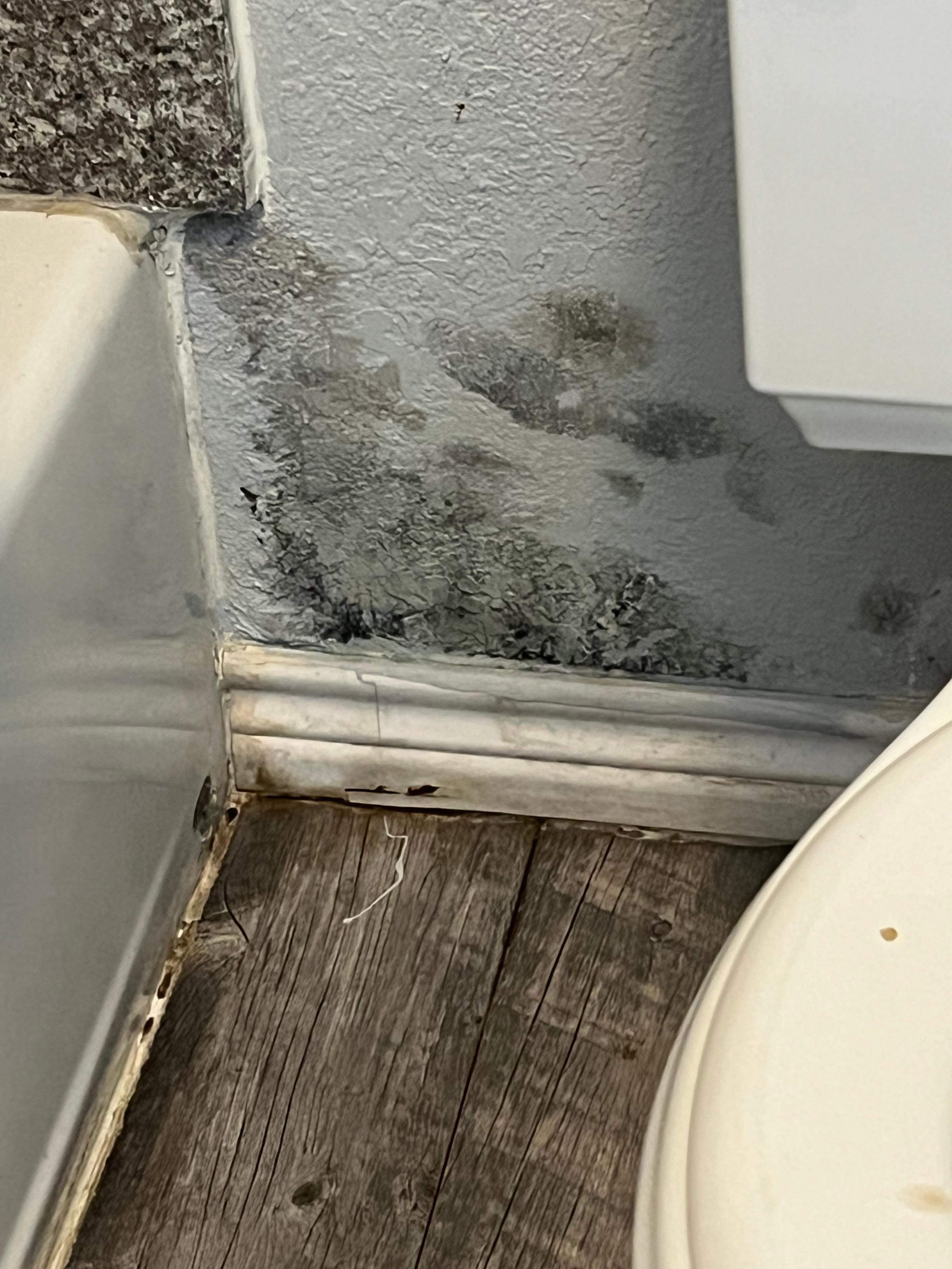 Looks like black mold