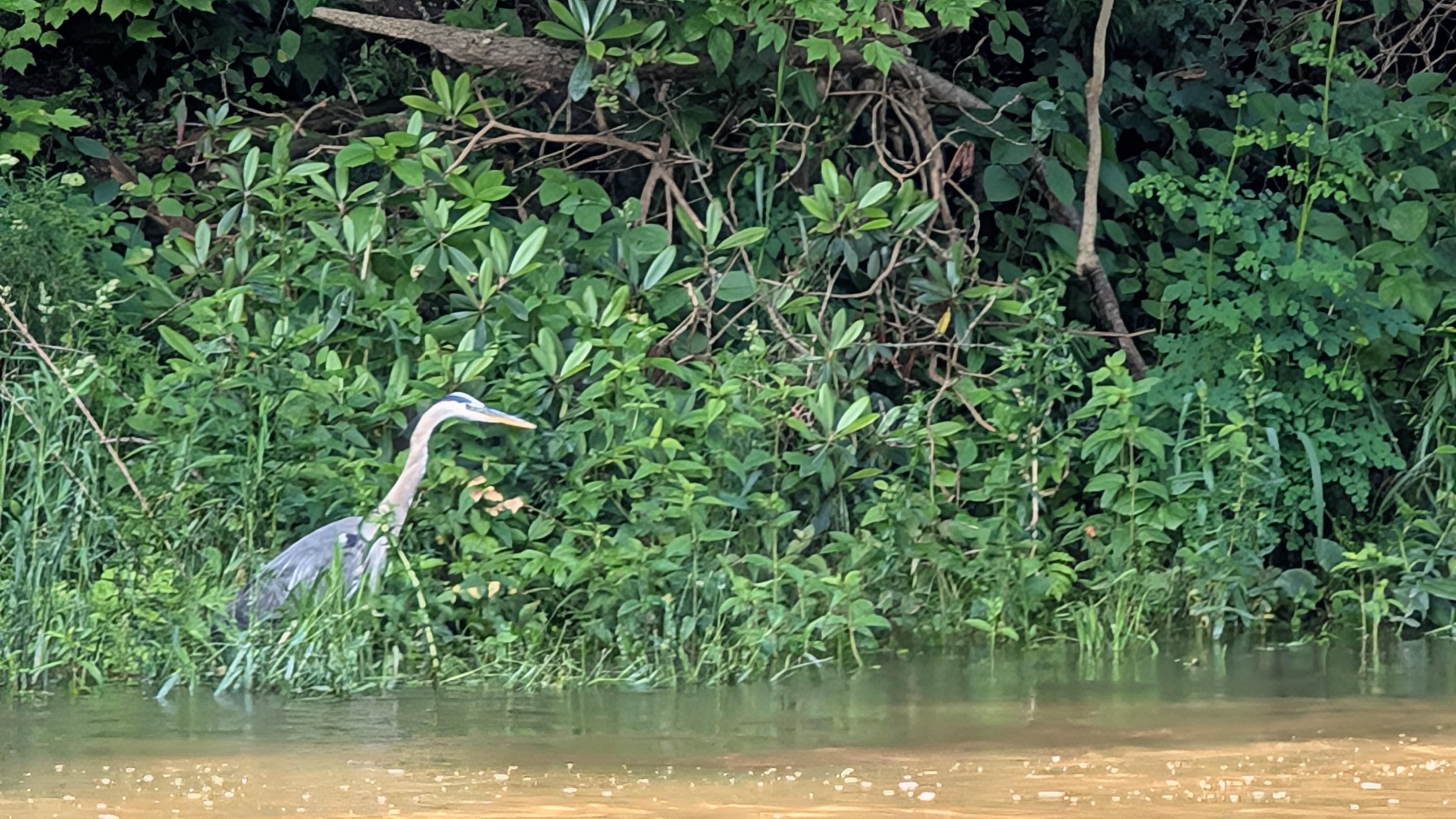 Right across from the cabin.