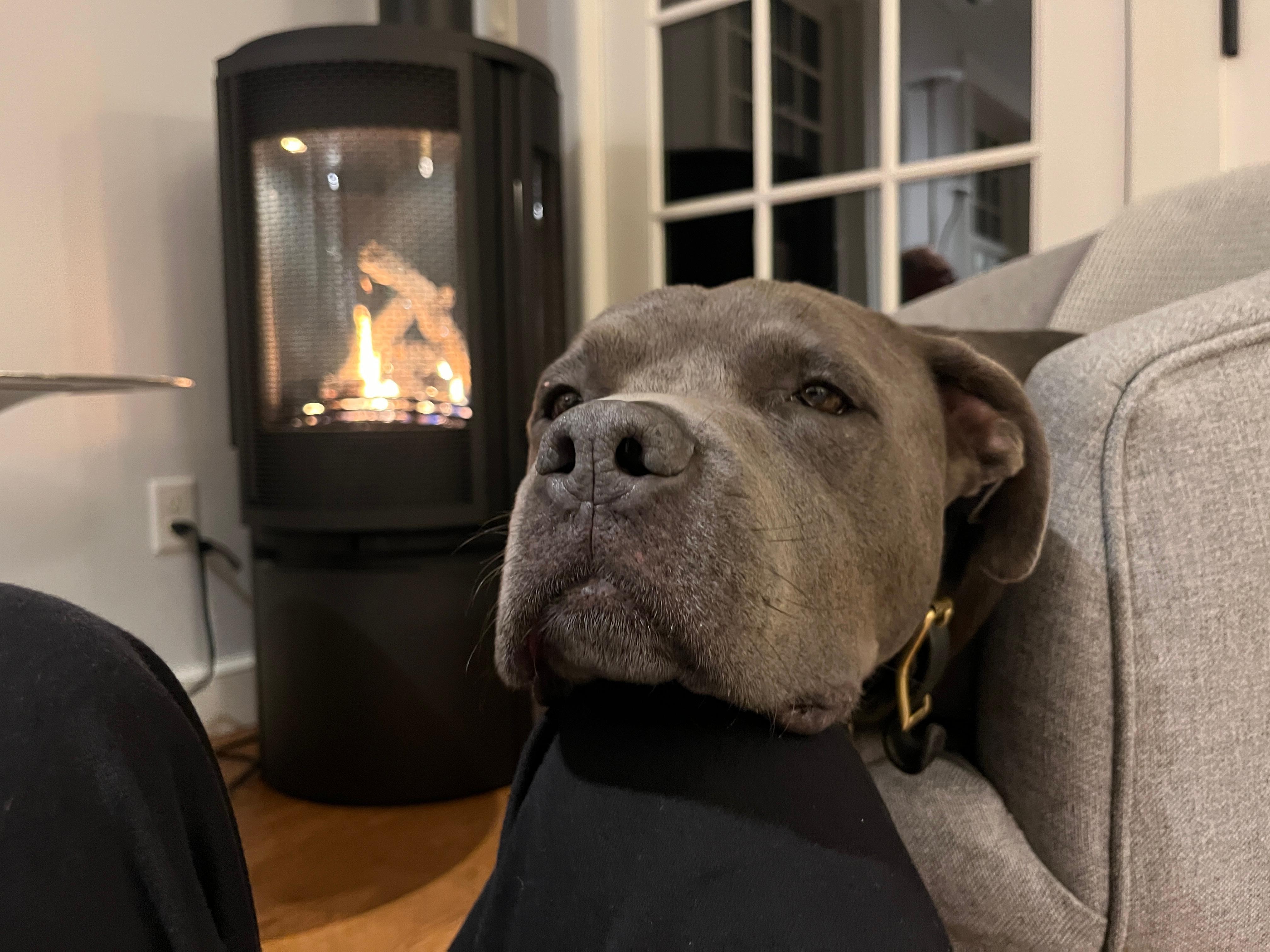 Our Harlow enjoying the warm and cozy fire! 