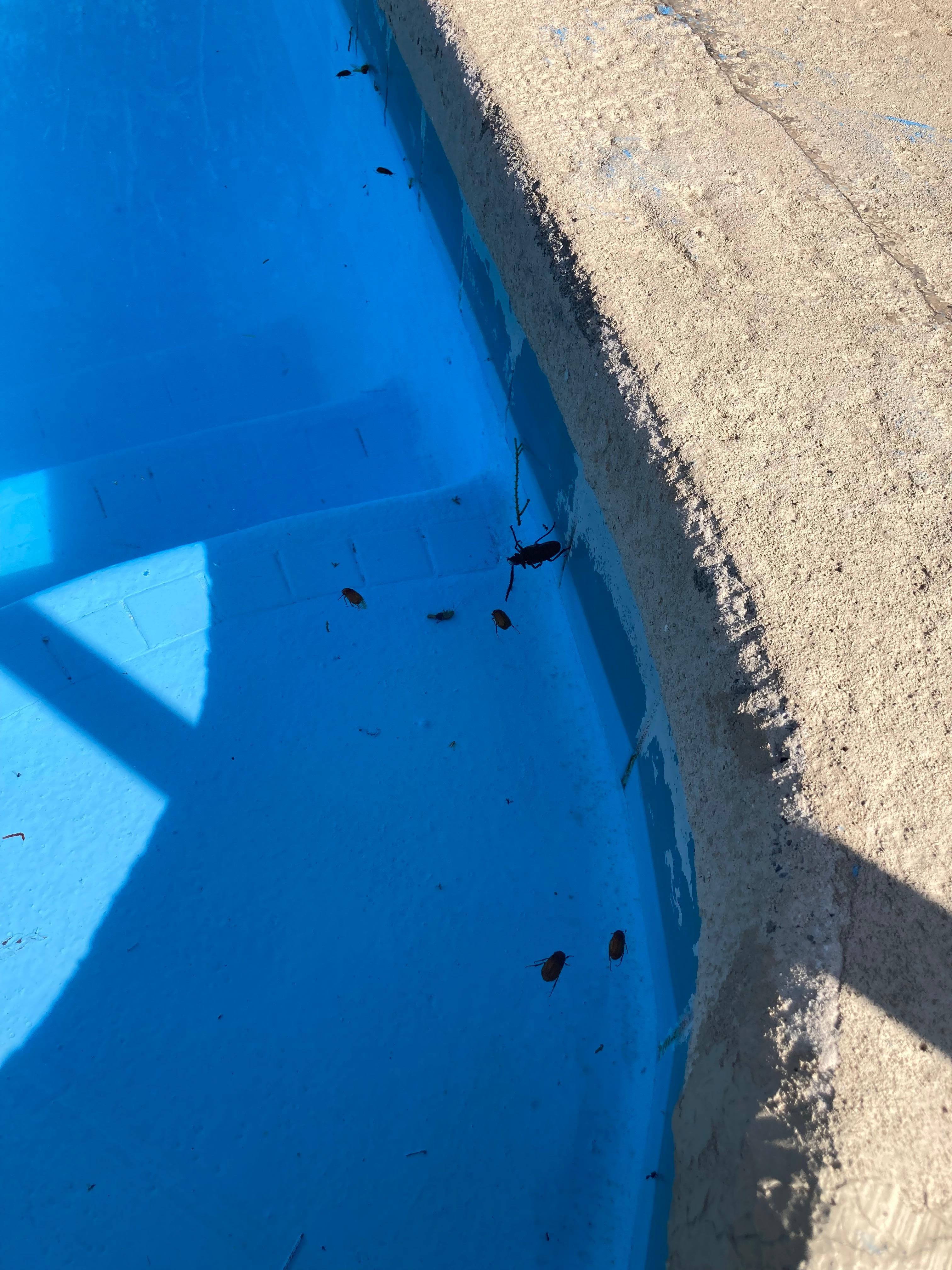 Old dead bugs 