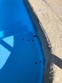 Old dead bugs