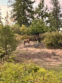 Elk on property.