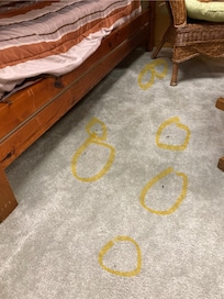 Rodent poo everywhere in the lower basement