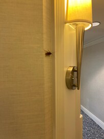 The cockroach we killed