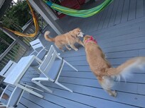 Fur babies