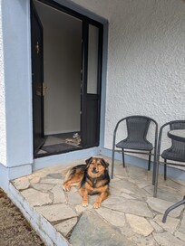 Maisie became a porch dog