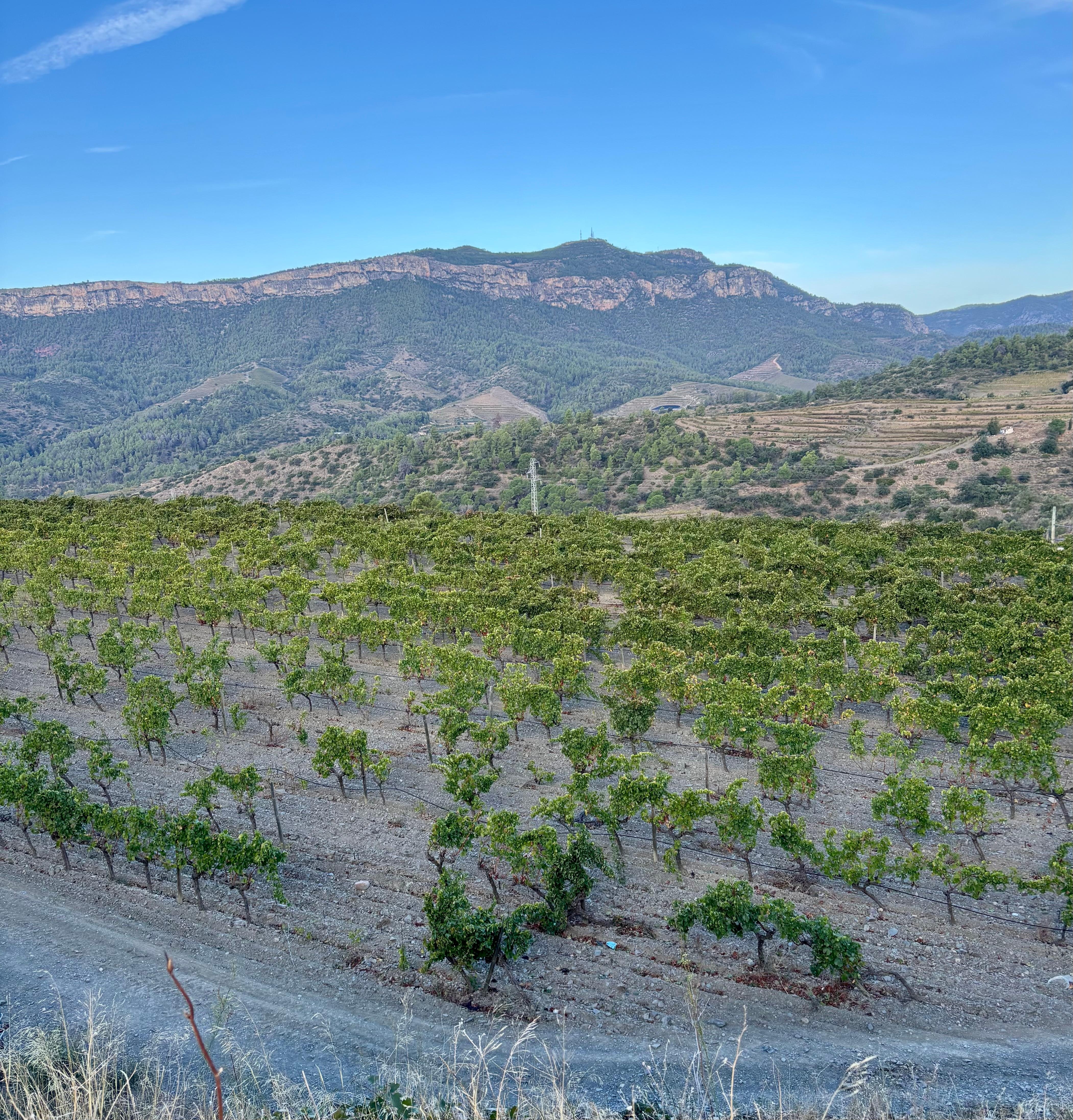 Viñedos frente al hotel 