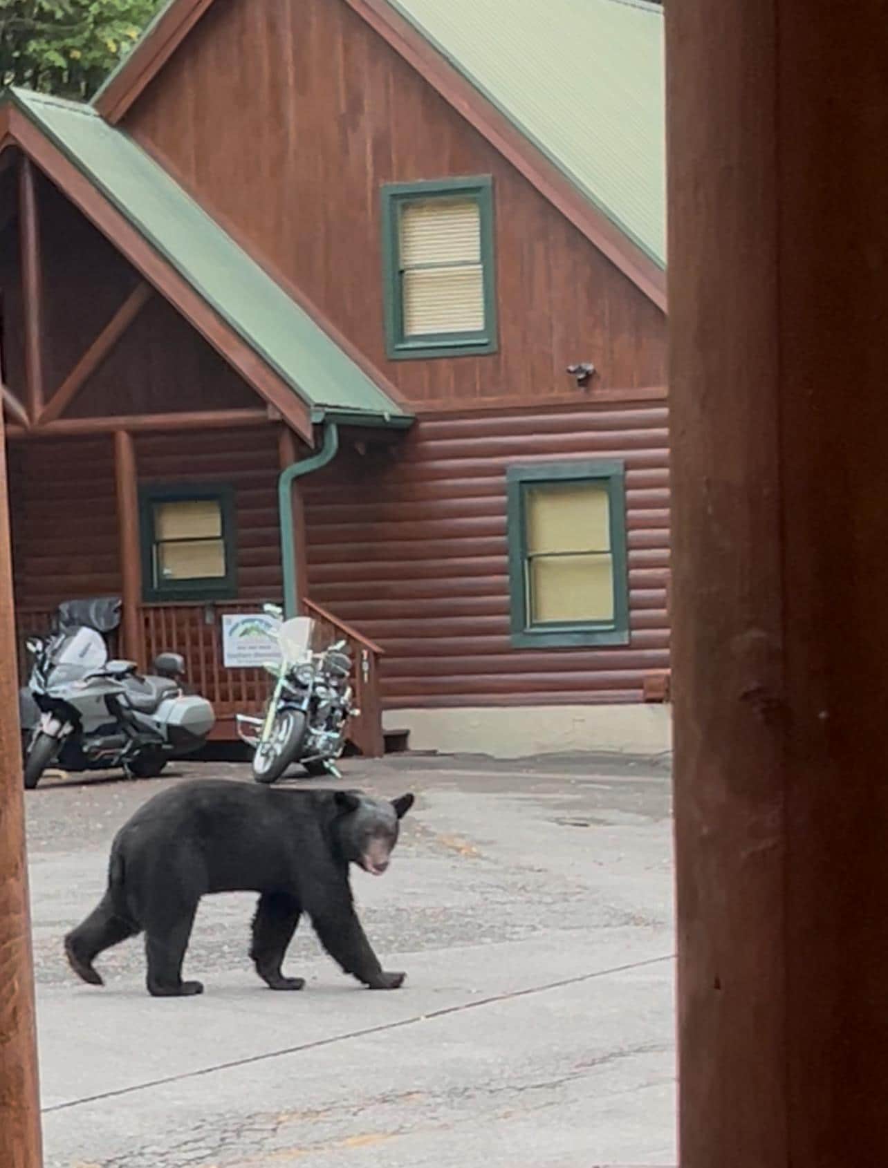 This bear came to visit us at the cabin