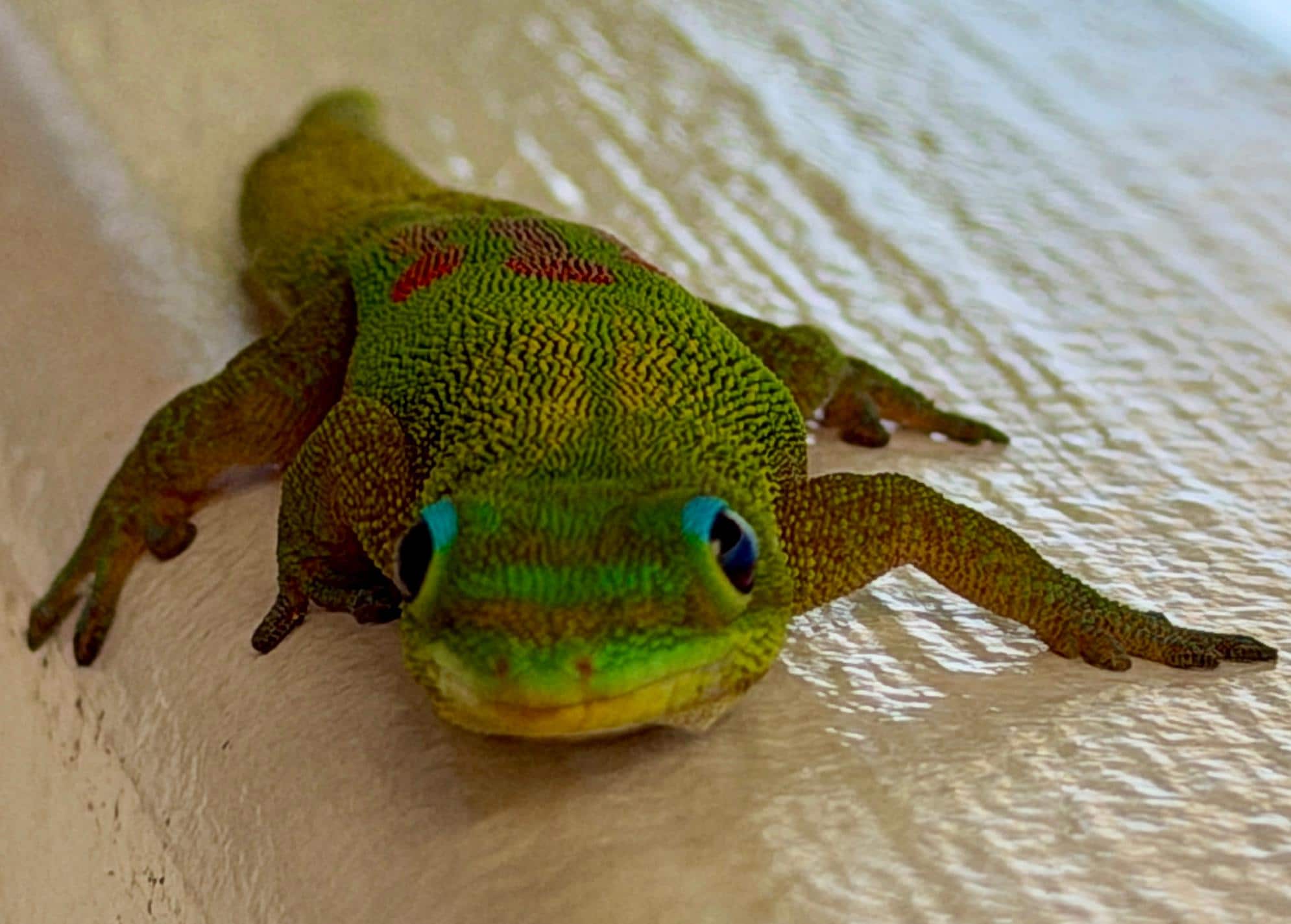 This darling Gecko was on our lanai 