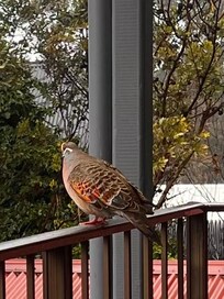 One of the very lovely bronzewing pigeons.