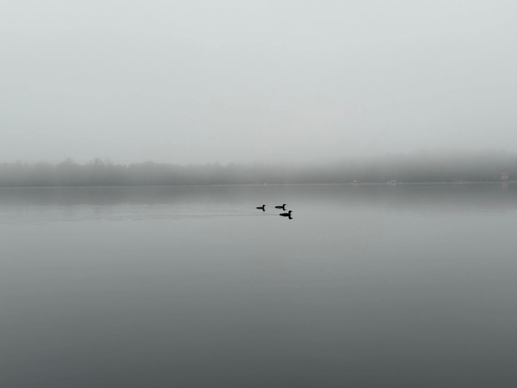 Loons on Big Portage Lake