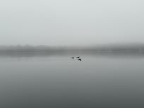 Loons on Big Portage Lake