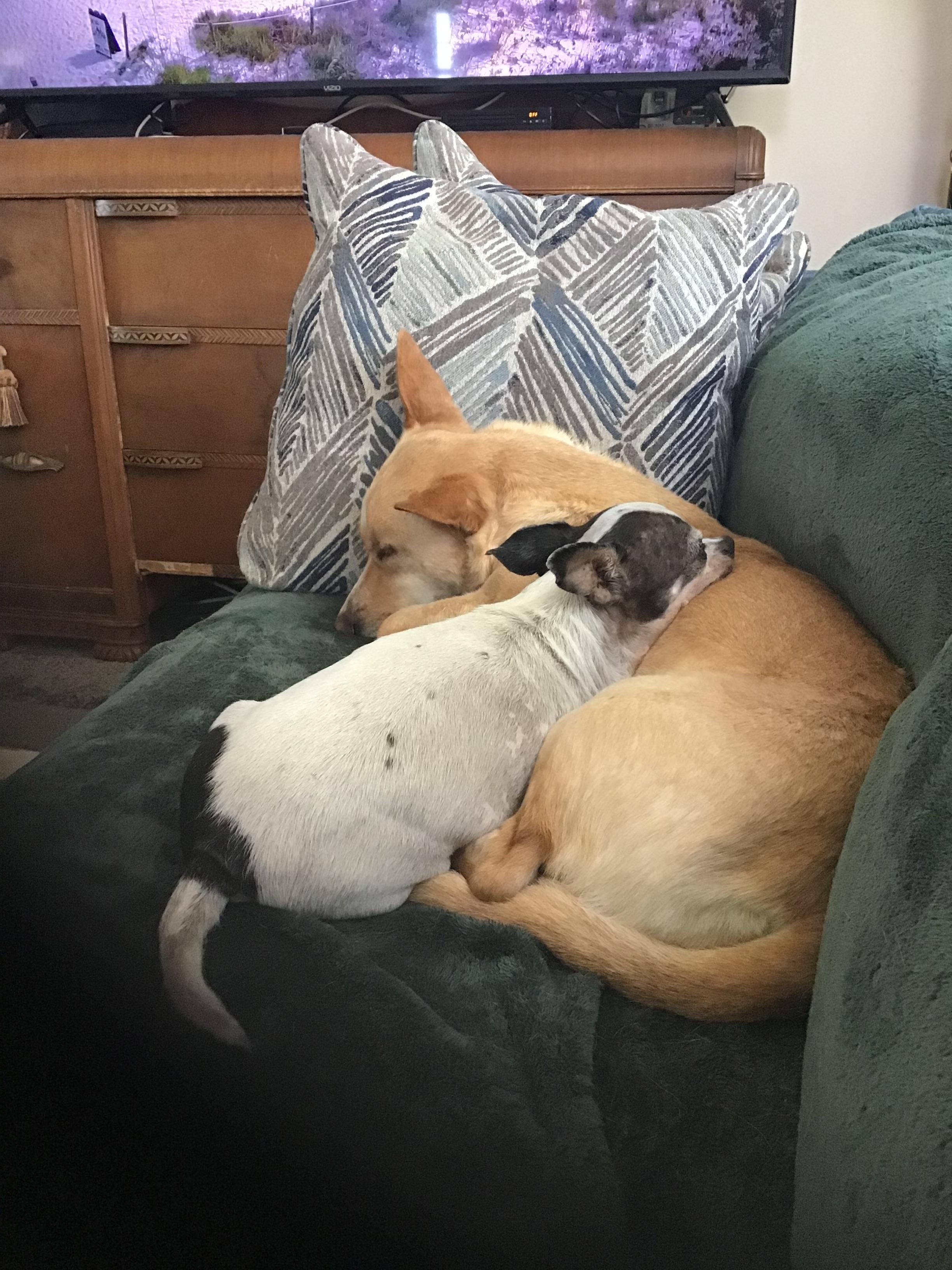 Our dogs loved the beach and the pet friendly house and yards. 