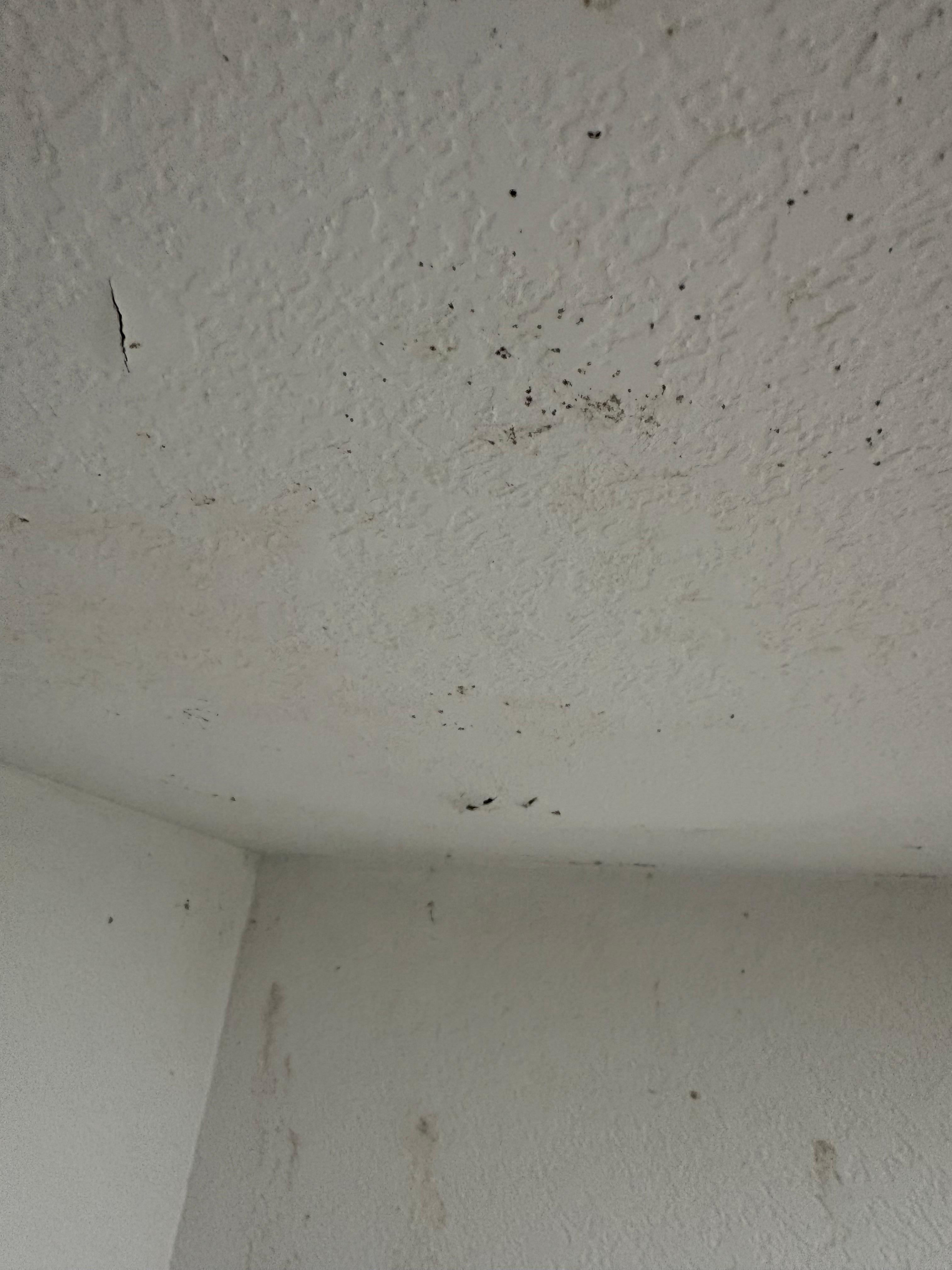 Black mold in the bathroom 