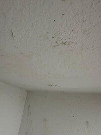 Black mold in the bathroom