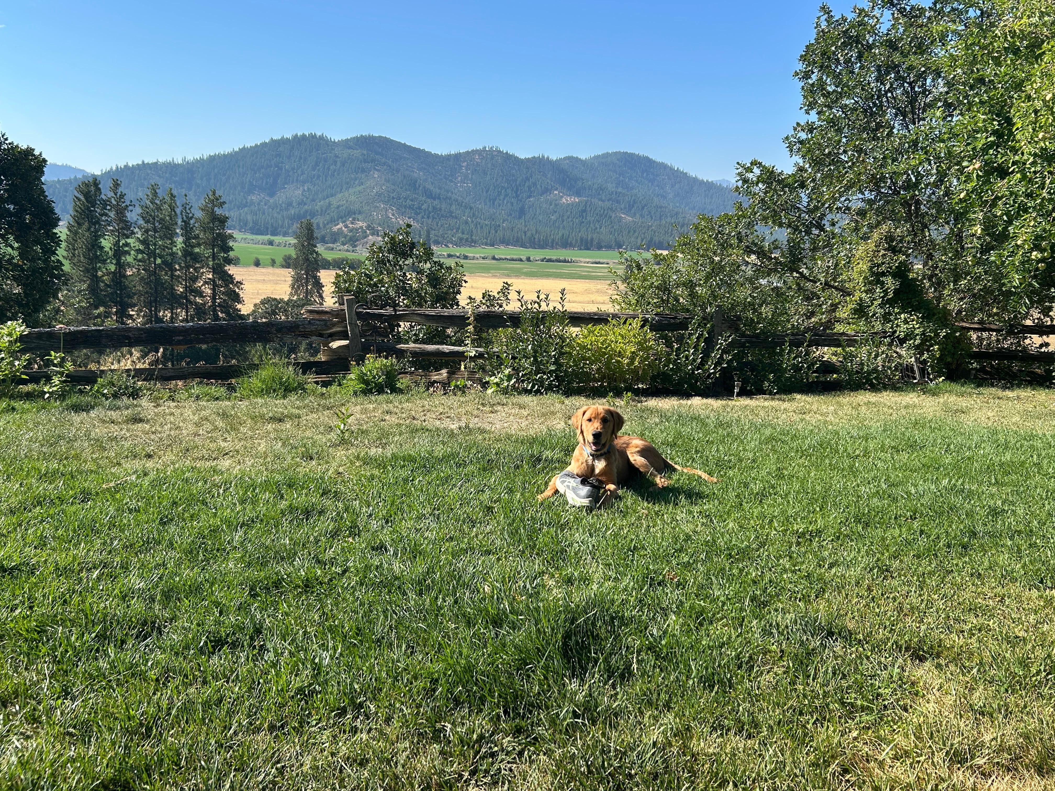 Our pup enjoying the lush grass in the yard. 