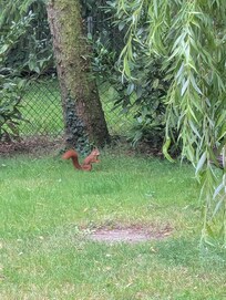 Besuch am Morgen 🐿️