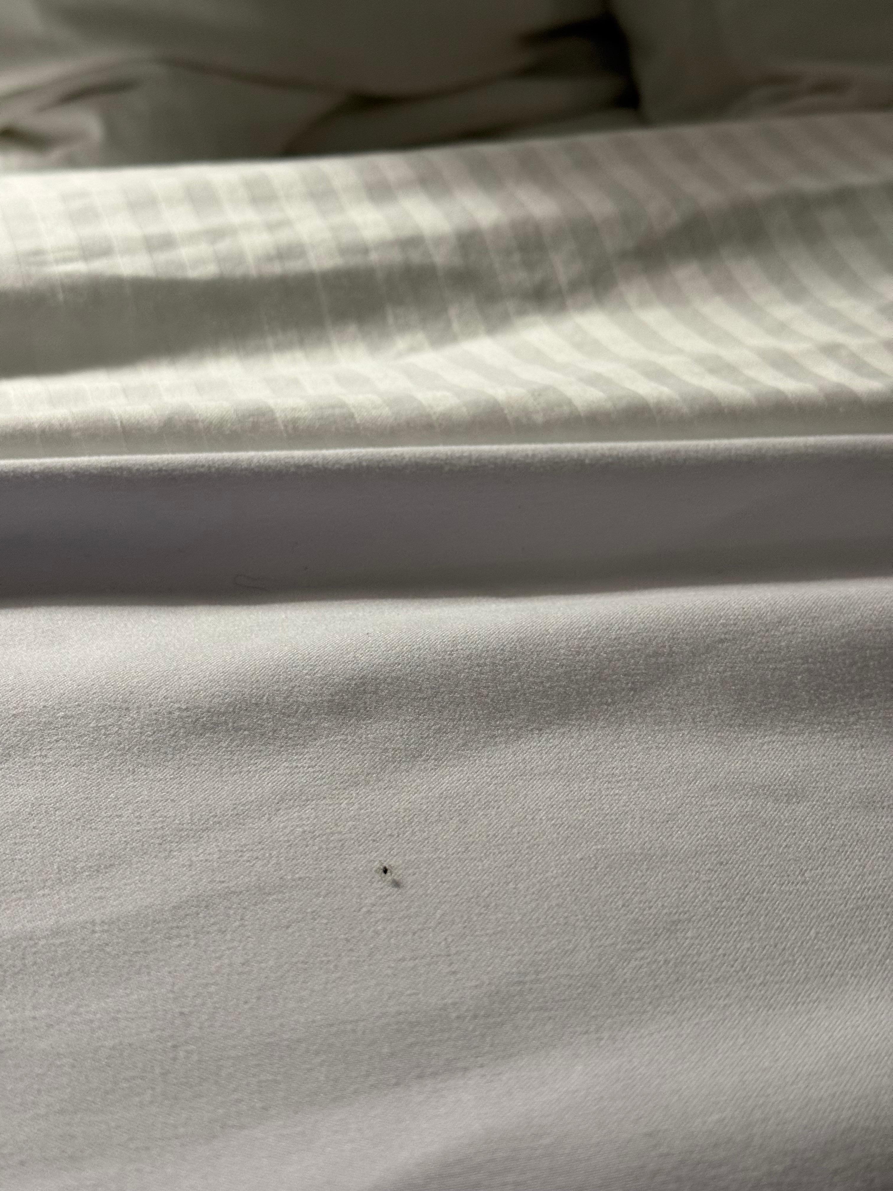 Tiny spider on bed 