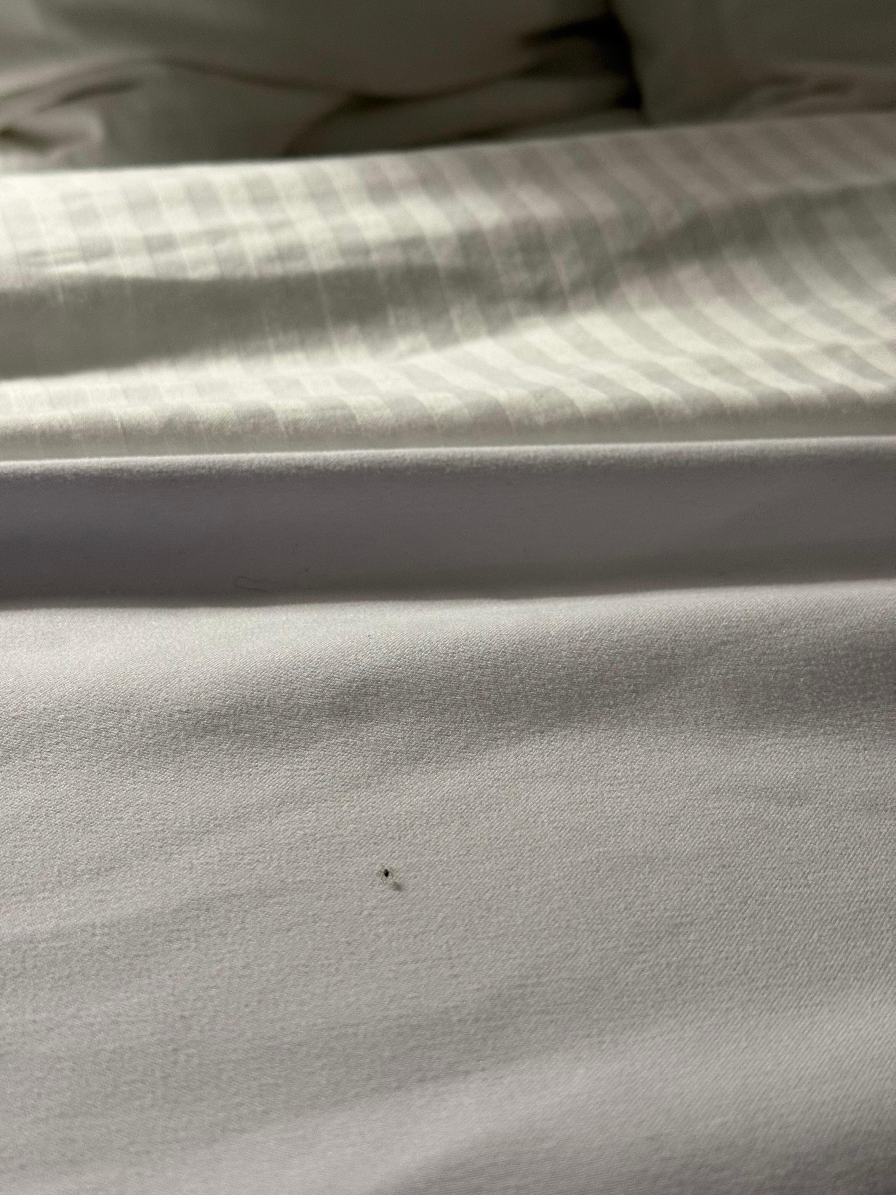 Tiny spider on bed 