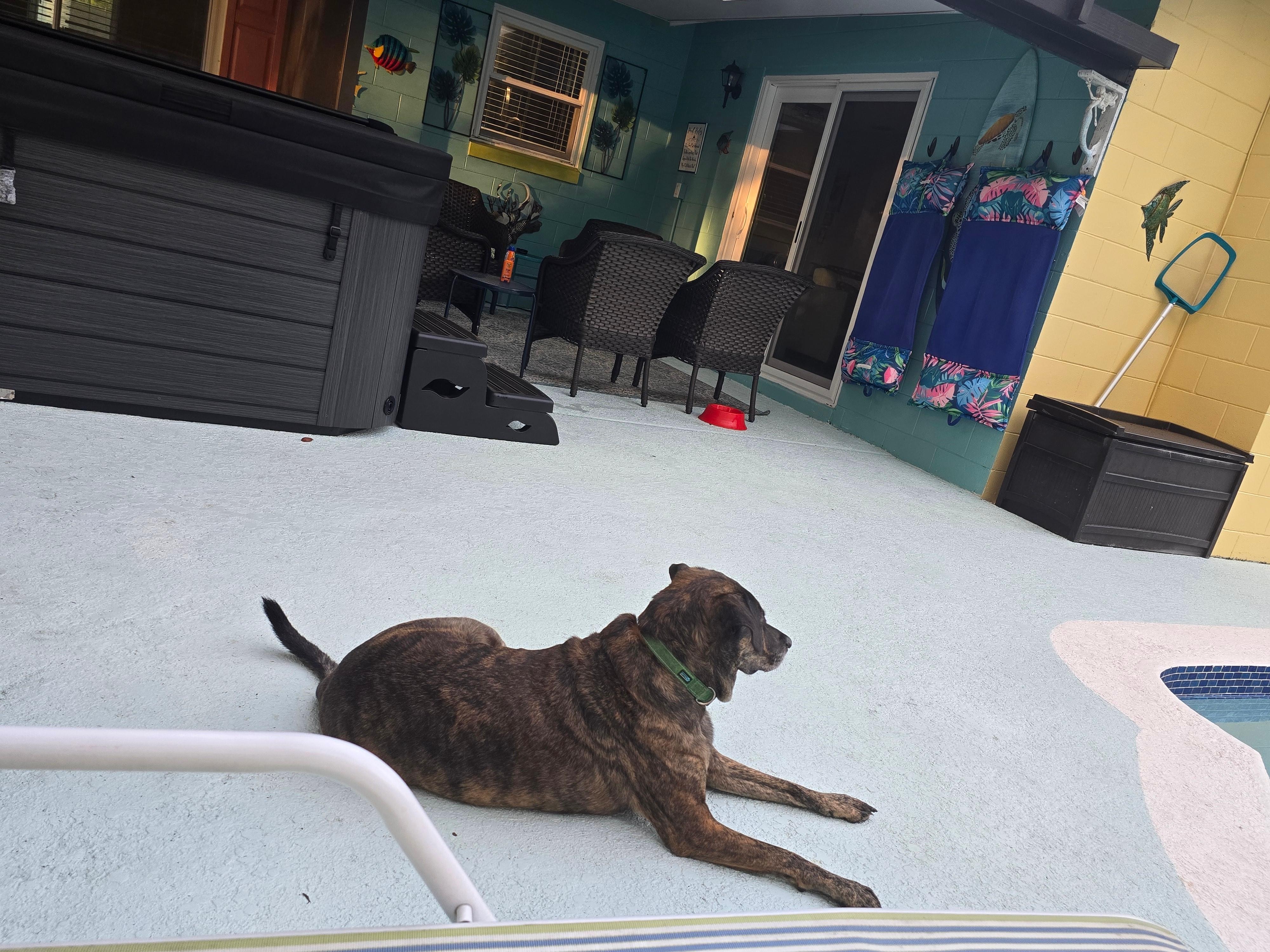 Both of my dogs are rescues and this sweet lady is a cancer survivor and loved just hanging by the pool and in the tree line