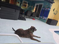 Both of my dogs are rescues and this sweet lady is a cancer survivor and loved just hanging by the pool and in the tree line