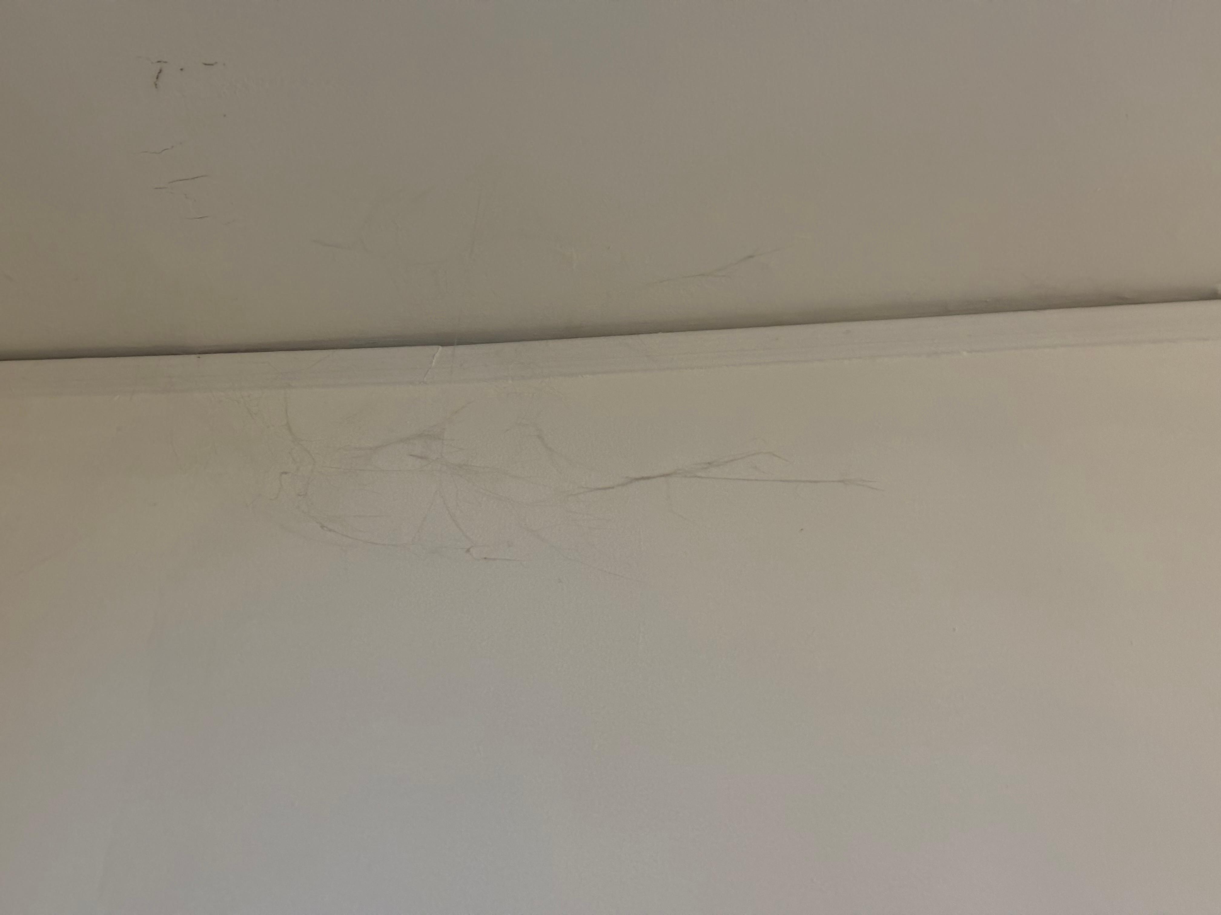 Cow webs in the ceiling 