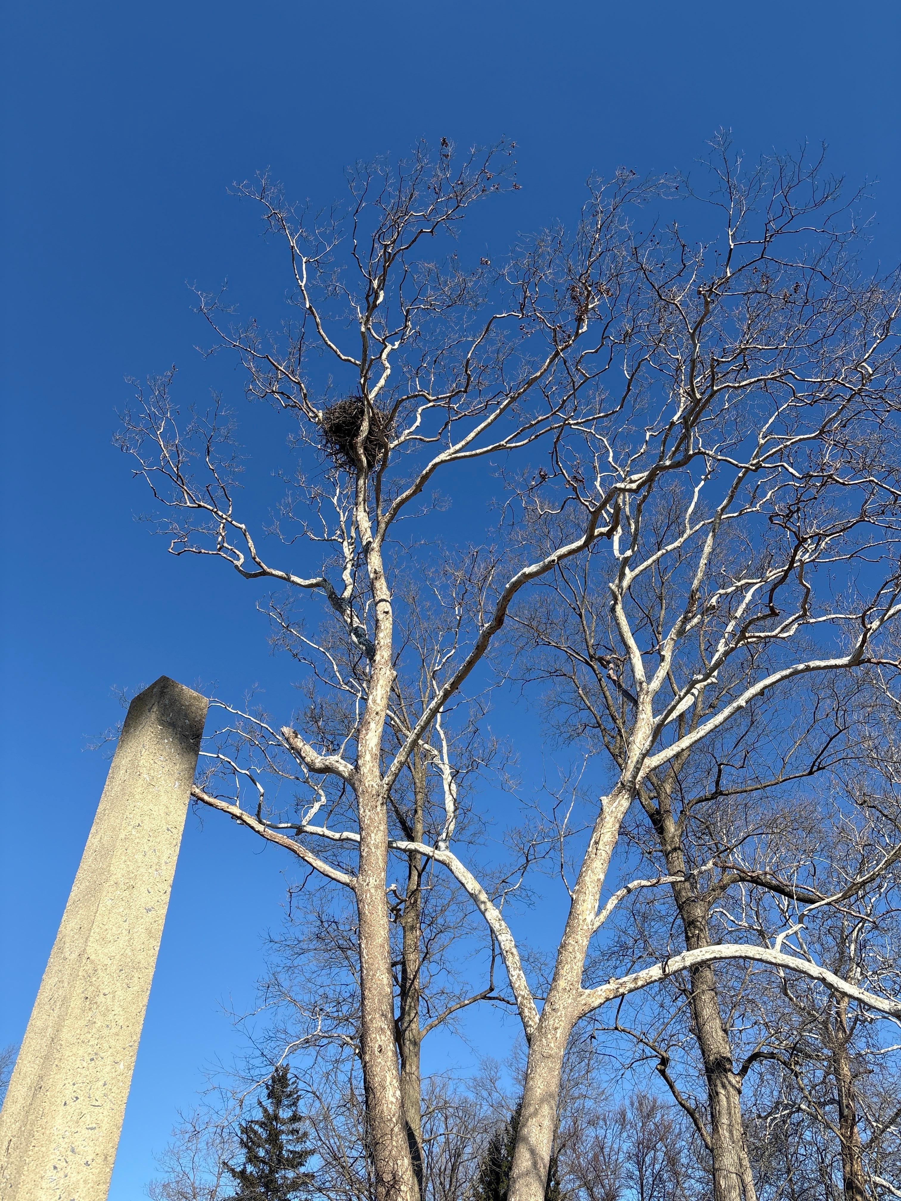 Eagles nest at the park!