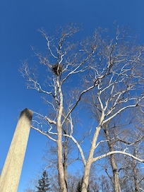 Eagles nest at the park!