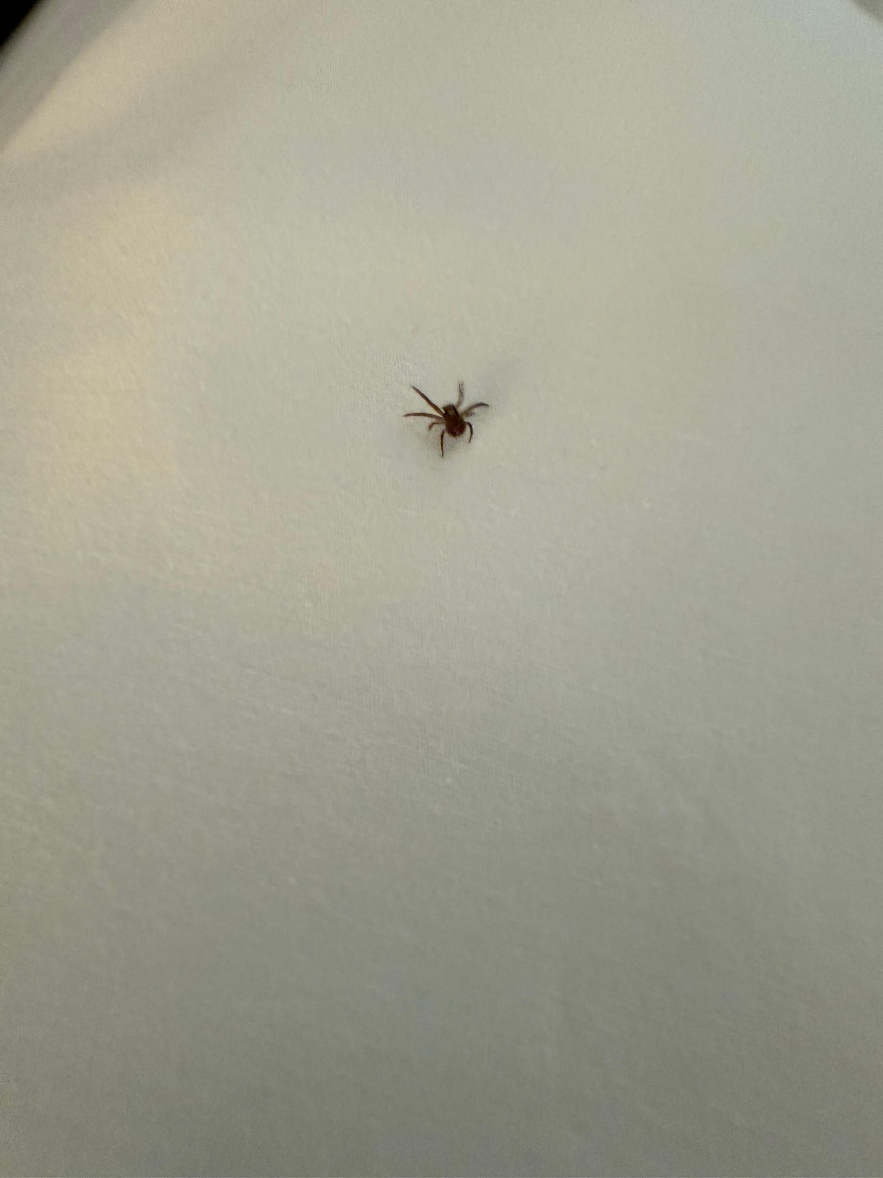 Spider on my pillow. 
