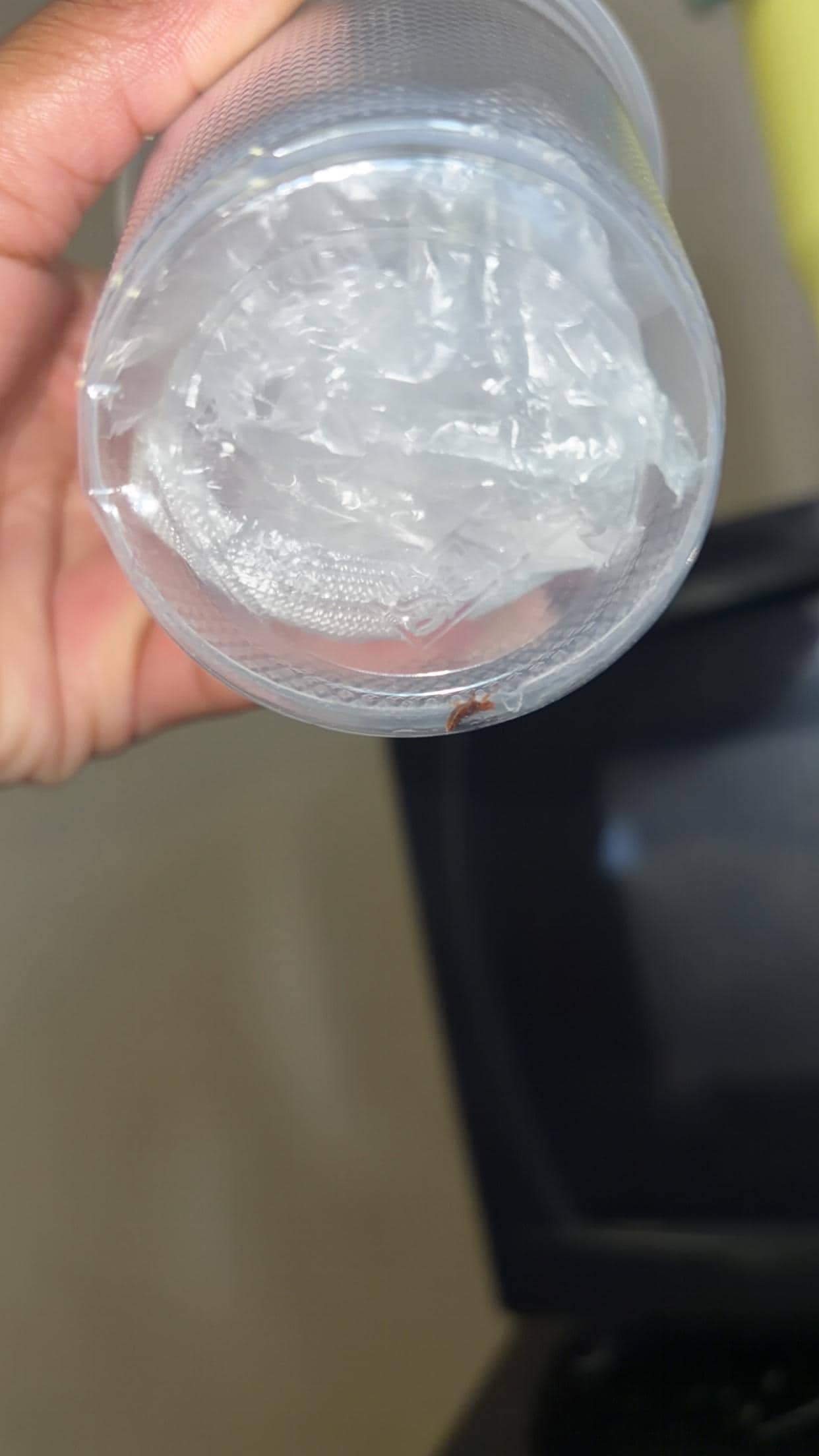 The Bed bug I found that I put in the cup. 