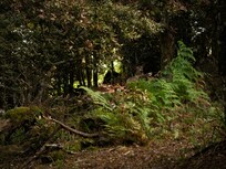 Wild deer on the trail behind the cabin.