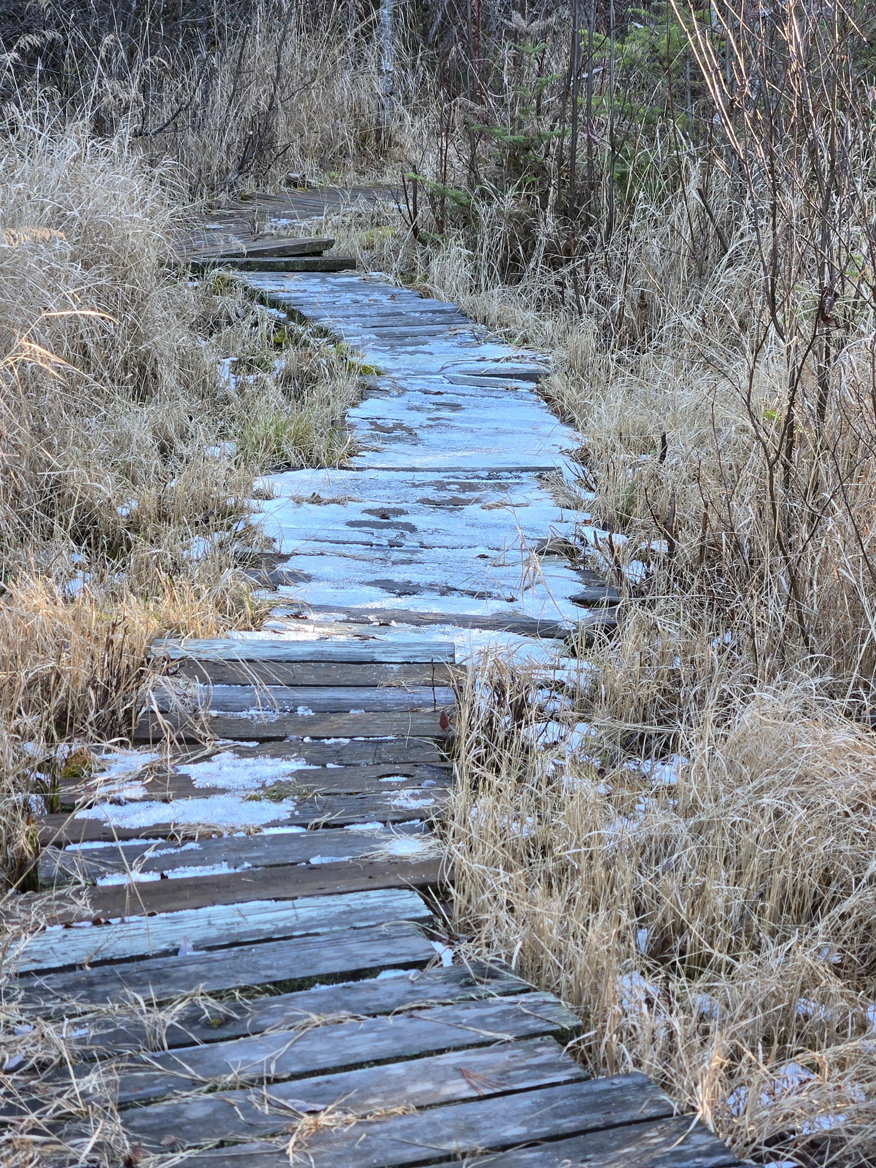 Part of the walkway to the lake. 