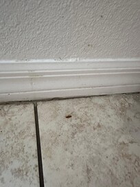 Roach dead by the kitchen floor