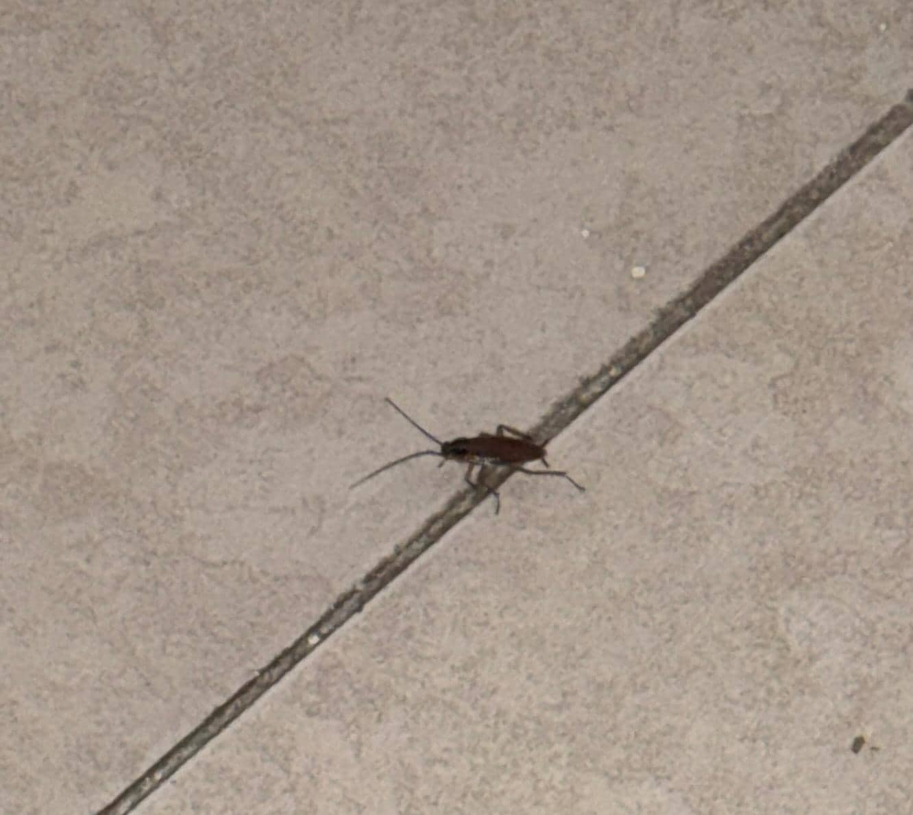 Here’s one of the insects that crawled back under the bed after we took it’s picture.