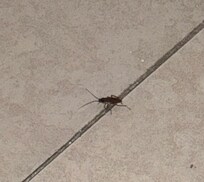 Here’s one of the insects that crawled back under the bed after we took it’s picture.