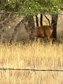 Spotted several deer