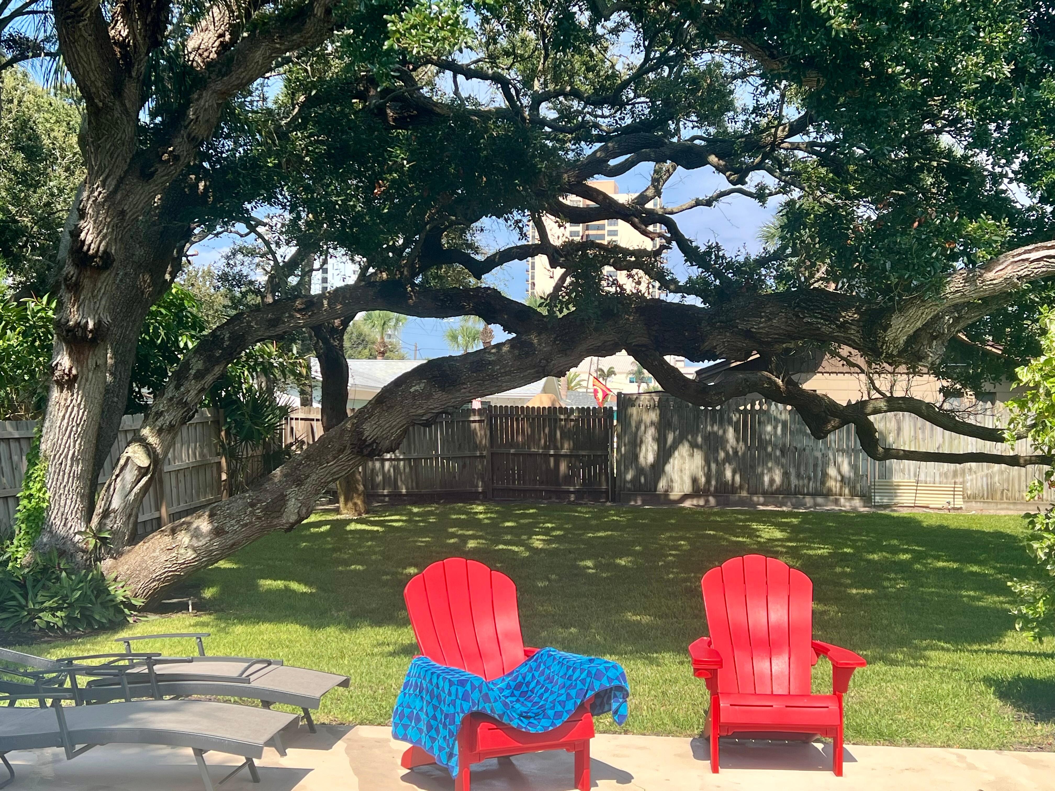 One of the oak trees in backyard 