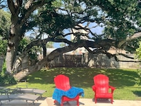 One of the oak trees in backyard