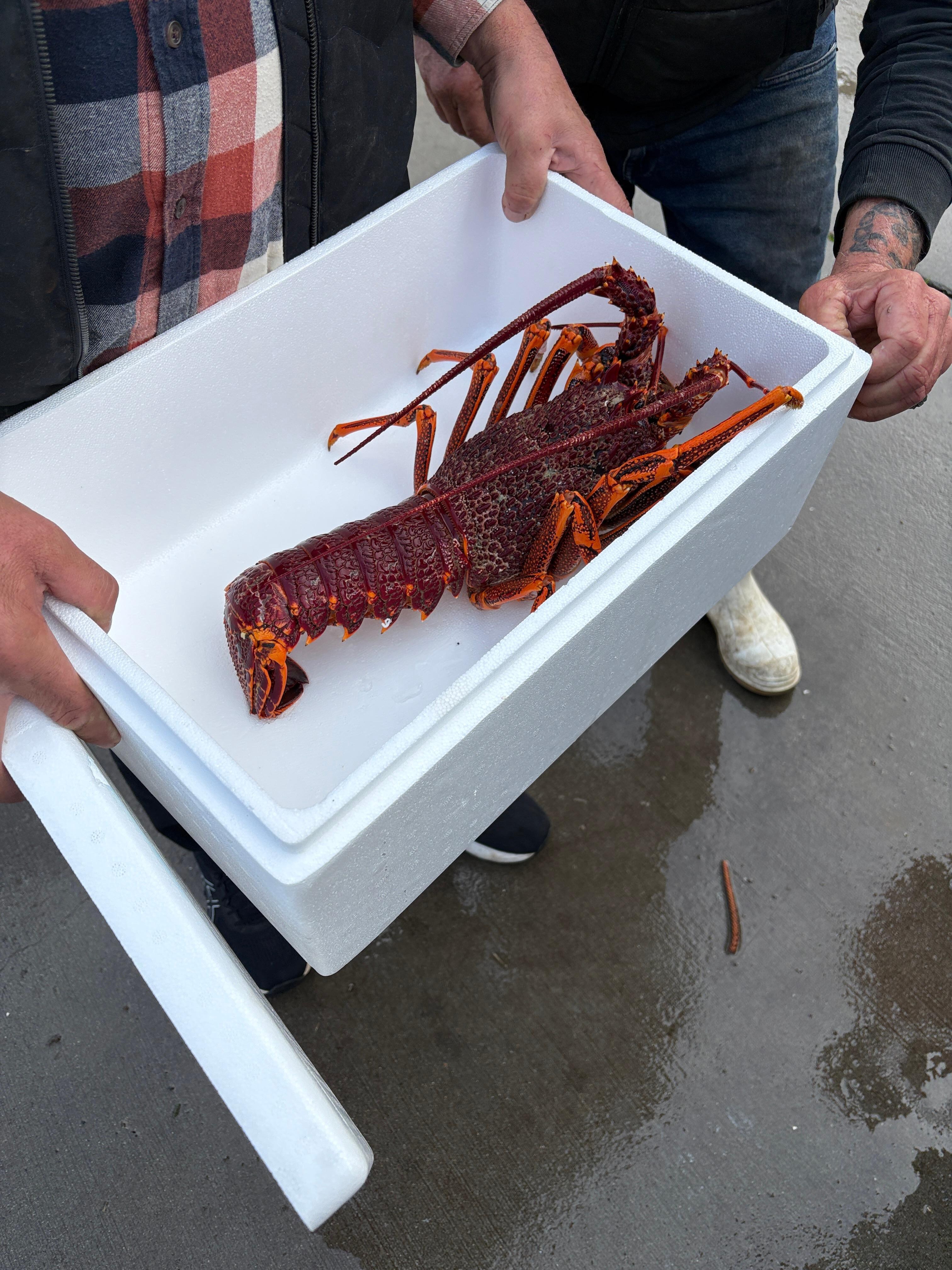 A cray that was sold off a boat on the wharf.