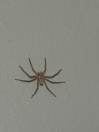 Huge spiders in room.