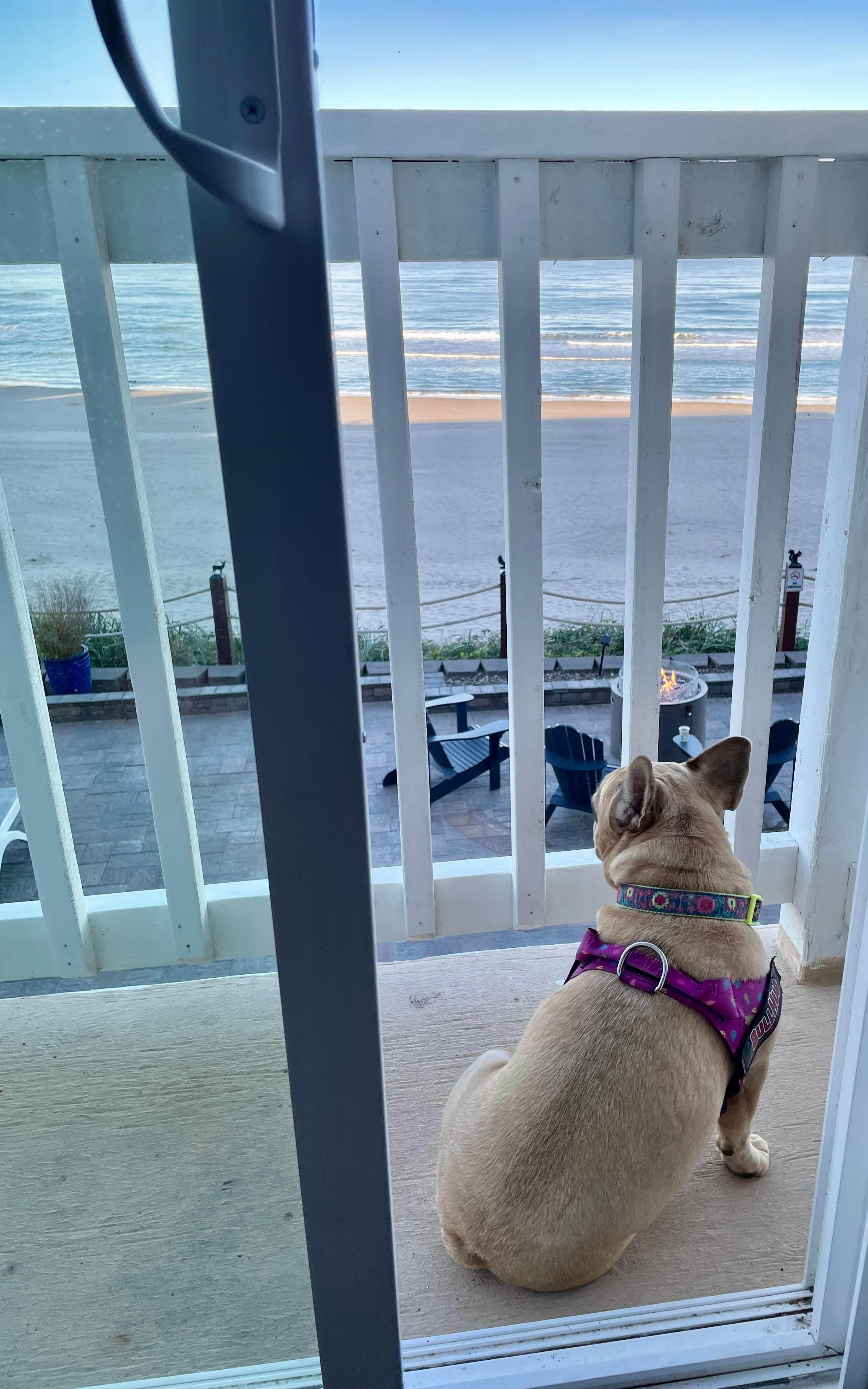 Our dog also enjoyed the view