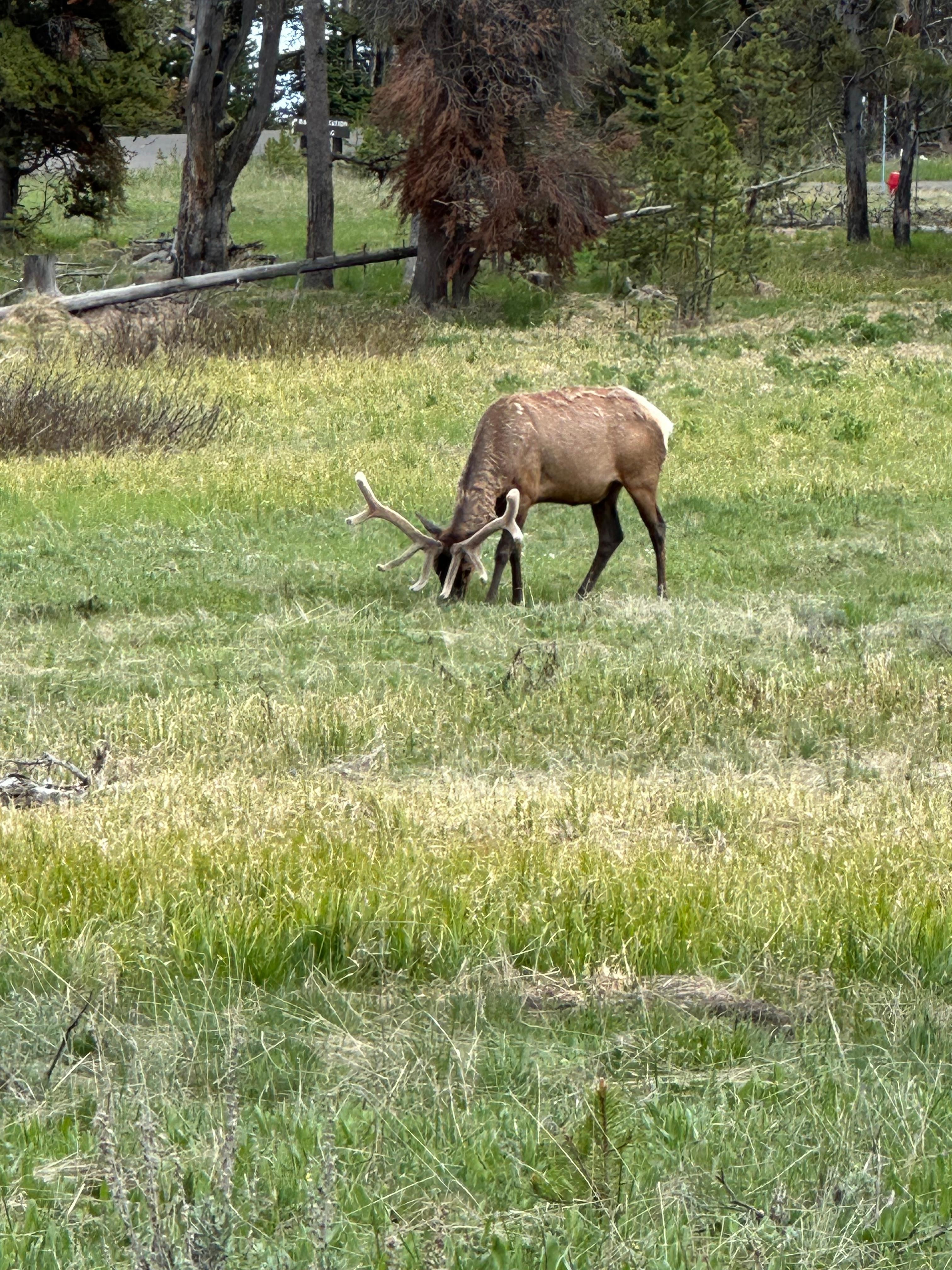 Elk