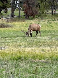 Elk