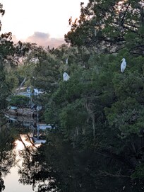 Egrets roosting in the trees over the canal.
